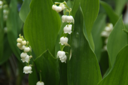 Convallaria majalisLelietje-van-dalen bestellen